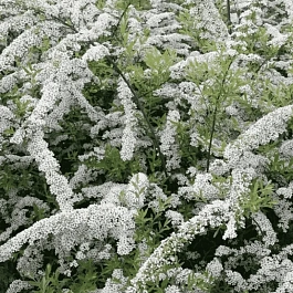 Спирея ниппонская White Carpet