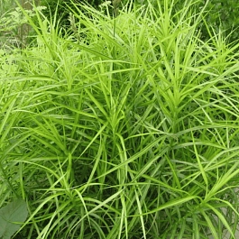 Осока пальмолистная