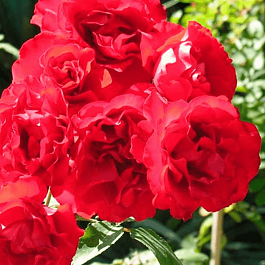 Роза Флорибунда Satchmo