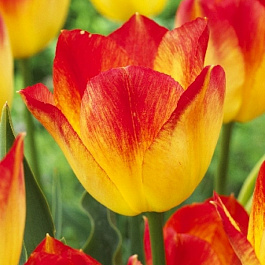 Тюльпан Триумф Санкэтчер