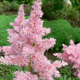 Астильба японская Пич Блоссом НАБОР 2ШТ (1+1) Астильба японская Пич Блоссом НАБОР 2ШТ (1+1)