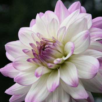 Георгина Декоративная Виктория Энн