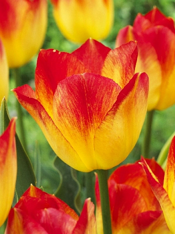 Тюльпан Триумф Санкэтчер