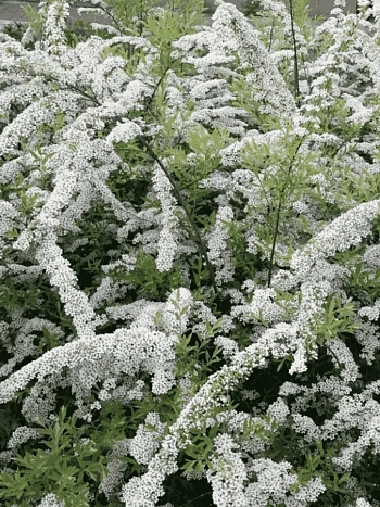 Спирея ниппонская White Carpet