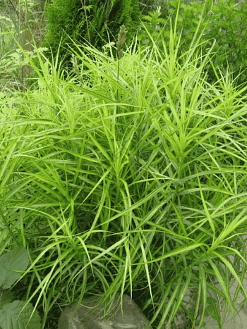 Осока пальмолистная