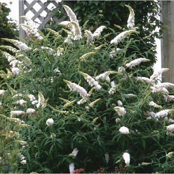 Буддлея Давида Вайт Профьюжн