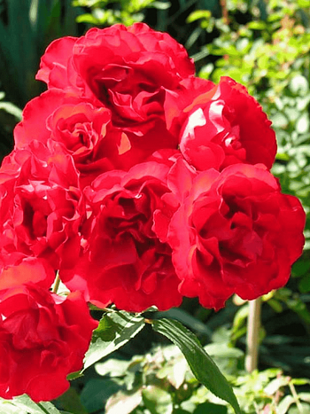 Роза Флорибунда Satchmo