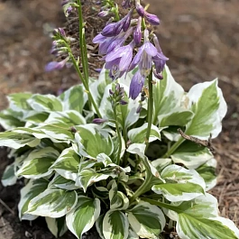 Хоста Yellow diamonds are Forever