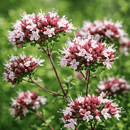 Душица аманская