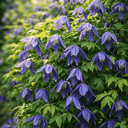 Клематис Pamela Jackman