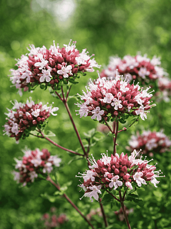 Душица аманская