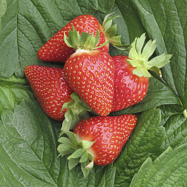 Земляника садовая Мурано