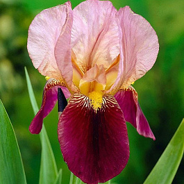 Ирис бородатый Индиан Чиф
