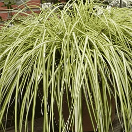 Осока охименская Evergold