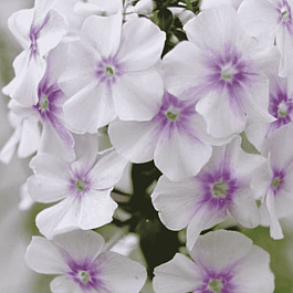 Флокс пятнистый Delta