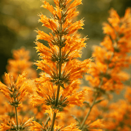 Агастахис оранжевый Gold Sunrise