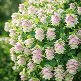 Душица круглолистная