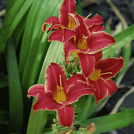 Лилейник Eenie Fanfare