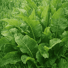 Хрен обыкновенный