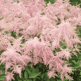 Астильба Арендса Fireworks Pink