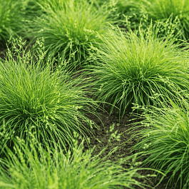 Овсяница овечья