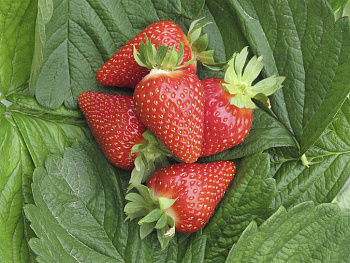 Земляника садовая Мурано