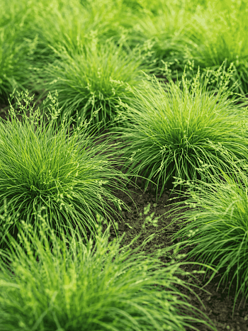 Овсяница овечья