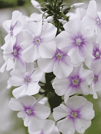 Флокс пятнистый Delta