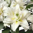 Лилия Roselily Monica