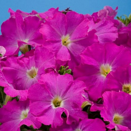 Петуния грандифлора Аладдин Неон