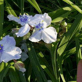 Традесканция Арендса Osprey