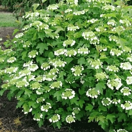 Калина обыкновенная