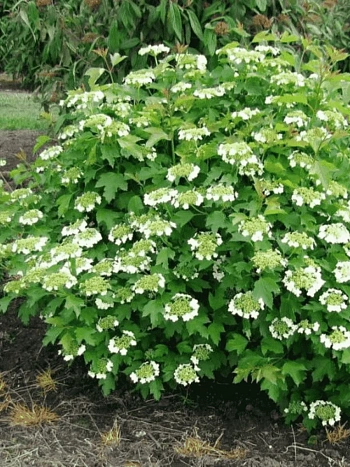 Калина обыкновенная