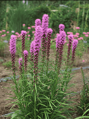 Лиатрис Spikata