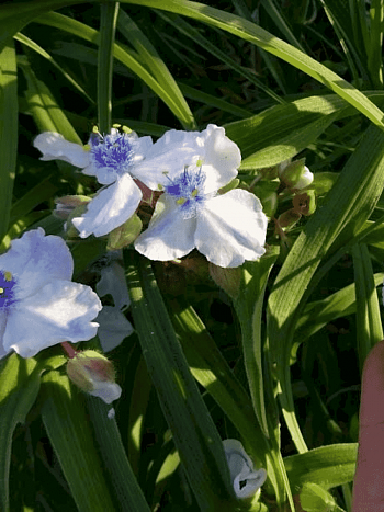 Традесканция Арендса Osprey