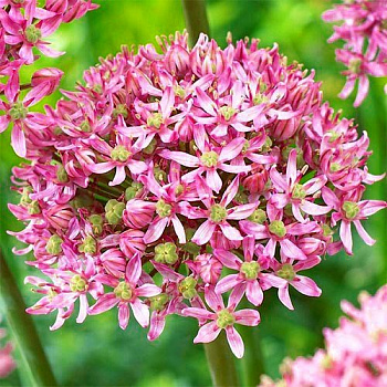 Лук декоративный Pink Jewel