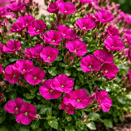 Аубриета Audrey Red