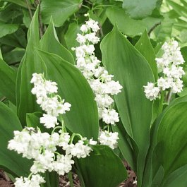 Ландыш майский Flore Pleno