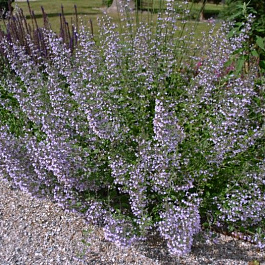 Душевик котовниковый Блу Клоуд