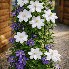 Клематис Jerzy Popieluszko