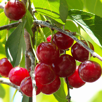 Вишня обыкновенная Памяти Вавилова