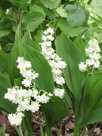 Ландыш майский Flore Pleno