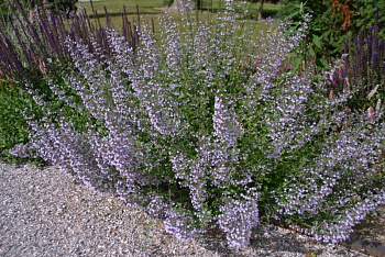 Душевик котовниковый Блу Клоуд