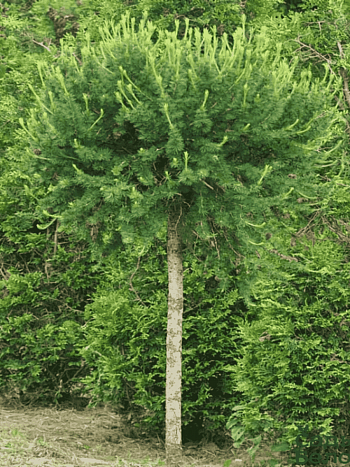 Лиственница европейская Kornik