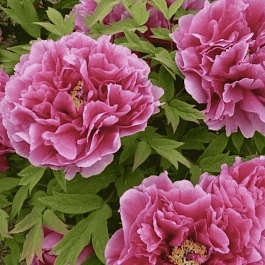 Пион древовидный Kao