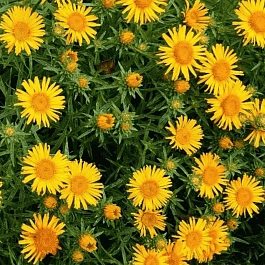 Девясил мечелистный