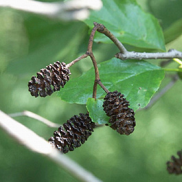 Ольха черная