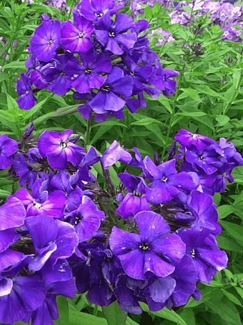 Флокс метельчатый Черное море