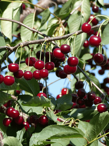 Черешня Тютчевка