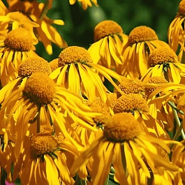 Гелениум гупеса